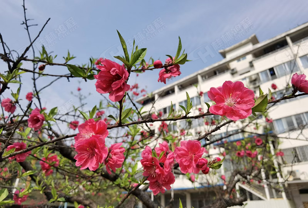 桂林鴻程花團(tuán)錦簇，滿(mǎn)園春色，邀您一起共賞春景，共商大計(jì)！